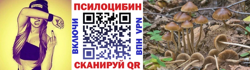 закладка Кудымкар Псилоцибиновые грибы Psilocybe